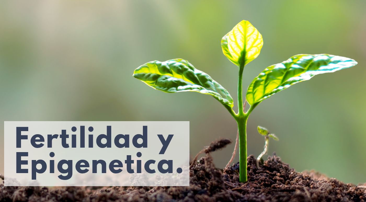 Fertilidad funcional: cómo la sueroterapia y el equilibrio epigenético preparan el cuerpo para un embarazo saludable